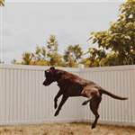 LBD Cleopatra Rose (Photography)