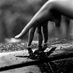 Autumn Rain  (Photography)