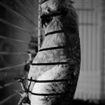 Zee-Bird Behind Bars (Photography)