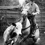 Steer Rangler (Photography)